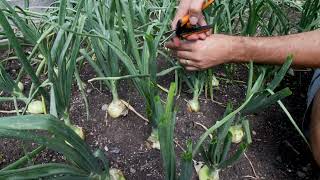 Grow BIG Onions With This One Simple Tip [upl. by Acinnor]