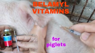 PAANO MAGTUROK NG BELAMYL SA ATING MGA BIIKVlog226paginject ng biikbelamylPongs Etrasanimal [upl. by Grizelda86]