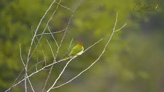 Green bee eater [upl. by Coit]