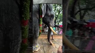 തണ്ണീർക്കര മണികണ്ഠൻ ❤️  Kerala Elephant  shorts 2024 [upl. by Kieffer]