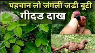 पहचान लो अद्भुत और चमत्कारी जंगली जड़ी बूटी गीदड़ दाख Cayratia Trifolia [upl. by Kopans]