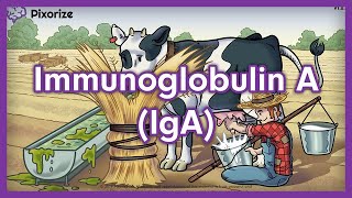 Immunoglobulin A IgA USMLE Mnemonic [upl. by Ladiv]