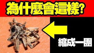 墨鏡哥阿財｜為什麼蜘蛛掛掉後會縮成一團？為什麼蜘蛛不會被自己的網子黏住？解密！｜僅1集 [upl. by Rockel]