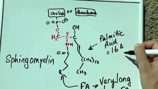 Sphingolipids Part 1 [upl. by Haily]