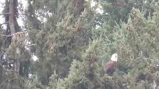 112323 St Pats Bald Eagle Tukwila Wa 6064158 [upl. by Euqinu]