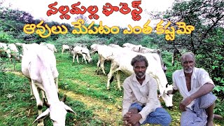 COW MAN🐄 ఆవుల కాపరి నల్లమల్ల ఫారెస్ట్ లో ఆవులు మేపటం  ఒంగోలు జాతి ఆవులు [upl. by Ahsitel744]