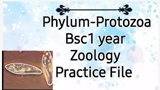 Phylum Protozoa BSC1 st year zoology practical file with classification 2021 [upl. by Adlog516]