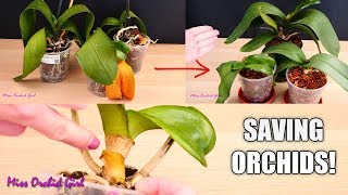 Orchid Care for Beginners  How to save sick rootless Phalaenopsis Orchids  Before amp After [upl. by Atinnek]