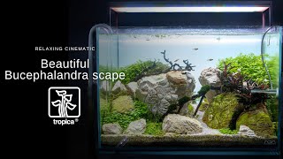 Nano Aquarium  Beautiful Bucephalandra Aquascape [upl. by Placido]