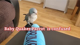 Quaker Parrot is confused and scared  Monk Parrot Talking [upl. by Anel417]