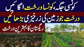 Tree Farming Business in Pakistan  Agroforestry in Pakistan [upl. by Asyla]