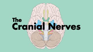 How to Remember the Cranial Nerves Mnemonic  MEDZCOOL [upl. by Iruy466]