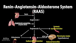 The Renin–Angiotensin–Aldosterone System RAAS Animation [upl. by Brandea]