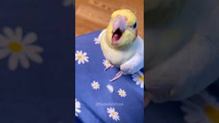 Adorable Cockatiels Cute Relaxing Moments 🥱 ✨ 😍 cockatielscraze [upl. by Nnylrats591]