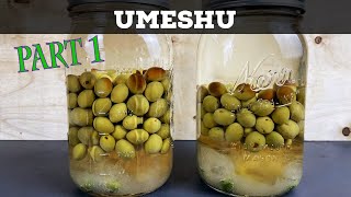 Making Umeshu from foraged plums shorts [upl. by Aihsa]