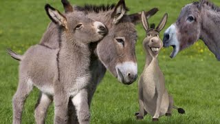 Funny Cute Donkeys With Donkey Sounds [upl. by Searby937]