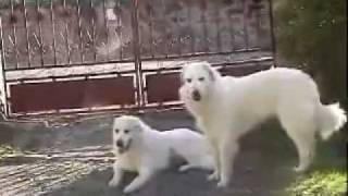 Pyrenean Mountain Dog  Great Pyrenees breed standard [upl. by Marquet]