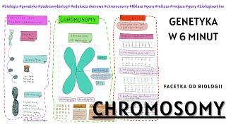 Chromosomy – Genetyka – Biologia 8 Klasa  Notatki od Facetki Od Biologii  Budowa chromosomów [upl. by Akel128]