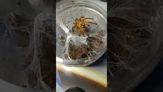 Pterinochilus murinus Orange Baboon Tarantula [upl. by Xerxes]