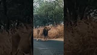 Sasan gir ytshorts sasangirforest girsafari lionsafari viralshorts [upl. by Nuawed198]