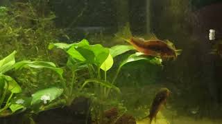 gold lasers spawning aquarium corydoras breeding fish breedingtank gold laser corydoras [upl. by Vonny]