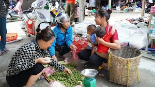 Single mom  Take two kids to the dentist Harvesting Dracontomelon goes to the market sell [upl. by Arema]