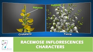 RACEMOSE INFLORESCENCES CHARACTERS [upl. by Athelstan]