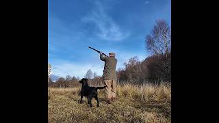 Incoming Pheasant Shooting with Labrador Retriever Gundog dog gundogtraining [upl. by Clark]