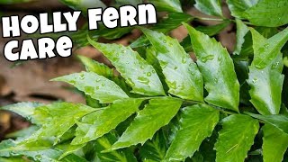 Japanese Holly Fern Care 🪴🌿 Pruning Tips and Troubleshooting [upl. by Atwater]