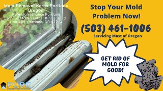 Mold Removal Kerns Portland Oregon  Pure Maintenance Portland  5034611006 [upl. by Ihskaneem]