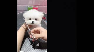 Cute baby dog doghome handsomepet cute puppy pets homepet dog cutest [upl. by Medorra]