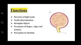 Mechanoreceptors and their stimulation mechanism and major functions [upl. by Dunc]