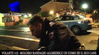 VOLANTE 113UN MOLOSSO RANDAGIO AGGREDISCE UN UOMO ED IL SUO CANE [upl. by Anuahsed572]