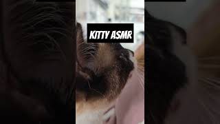 Snowshoe Cat ASMR  One kitty is very happy 🐱 [upl. by Dotson406]