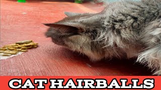 My Cat Vomits Hairball  Why Cat Puke [upl. by Horsey]