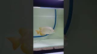 Arwanaarwanasuperred fishvideo shortvideo [upl. by Spanjian32]