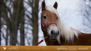 Haflinger NORKI Auktion 01052024 Haflinger Gestüt Meura [upl. by Fitzsimmons]