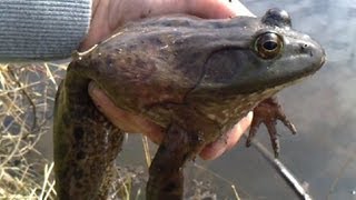 Huge HandCaught Bullfrog [upl. by Vilhelmina]