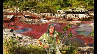 FIELD TRIP WITH PATRICK BLANC IN COLOMBIA  CAÑO CRISTALES THE LIFE HISTORY OF MACARENIA CLAVIGERA [upl. by Waddell]