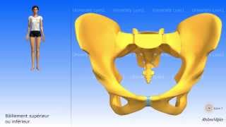 Arthrologie du bassin  la symphyse pubienne [upl. by Blain]