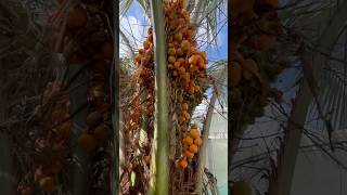 BUTIA CAPITATA PALMIER 🌴 ABRICOTS ABRICOTS EN FOLIE FIN SEPTEMBRE  OCTOBRE santé ÉTÉ INDIEN [upl. by Sivad]