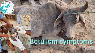 Botulism symptoms in cattle [upl. by Suirradal263]