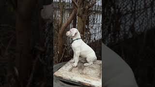 Dogo argentino puppies Lithuania [upl. by Kowtko634]