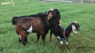 Super Male Goat Collection at Farm  Top male Anglo Nubian Goat at farm  goatfarming [upl. by Primaveria699]