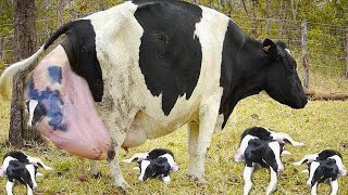 🐮 Artificial Insemination of Cows on the Farm Cattle Foot Trimming Holstein Cows Cow Milk Company [upl. by Sielen309]