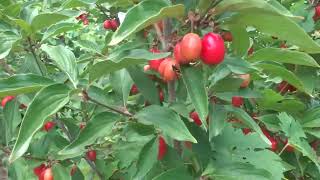 This year after the high temperatures the fruits on some cornus mas trees started to ripen [upl. by Dolly284]