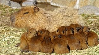 11匹の仔カピバラが誕生！伊豆アニマルキングダム  11 baby capybaras were born in Izu Animal Kingdom [upl. by Berkow]