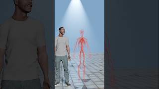 quotThe Blood Vessel Liequot shorts shortvideo science biology firstshortvideo [upl. by Leidba]