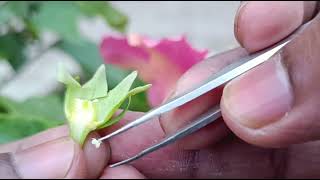 Semi technical description of a bisexual flower  Dissection of hibiscus flower  Parts of a flower [upl. by Oicaro]