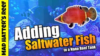 Adding Saltwater Fish to a Nano Reef Tank [upl. by Ladnyk]